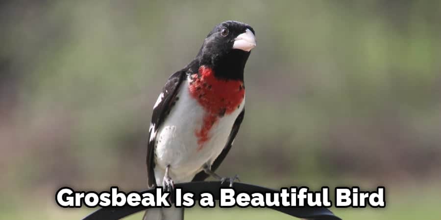 Grosbeak Is a Beautiful Bird