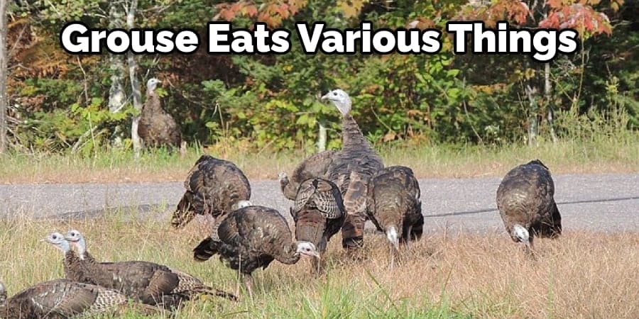 Grouse Eats Various Things