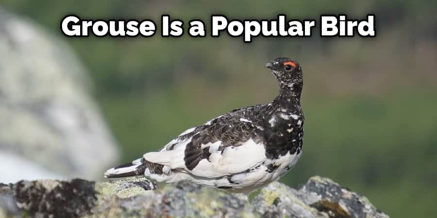 Grouse Is a Popular Bird