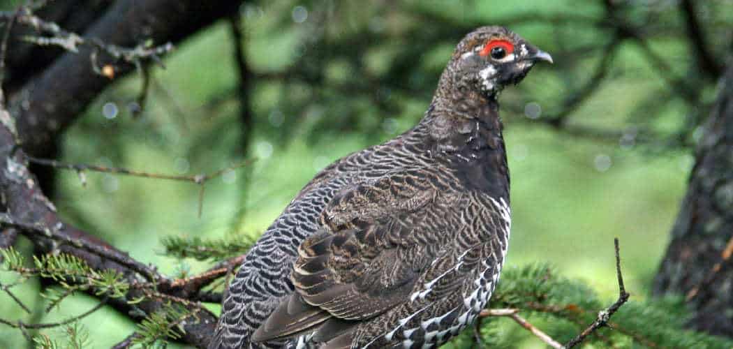 Grouse Spiritual Meaning