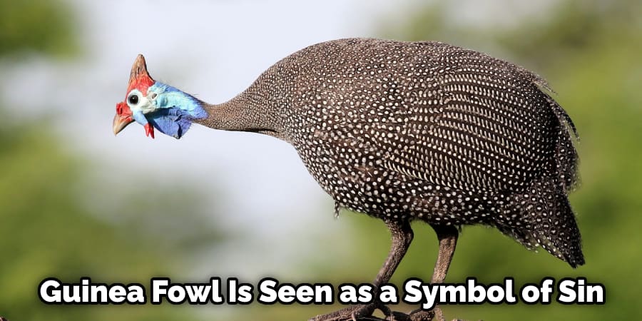 Guinea Fowl Is Seen as a Symbol of Sin