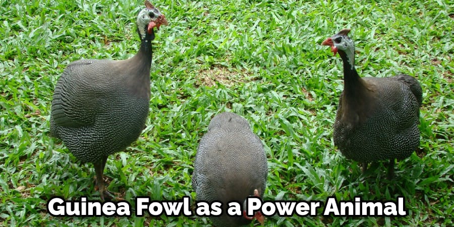 Guinea Fowl as a Power Animal