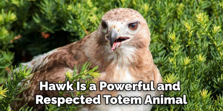 red tailed hawk symbolism
