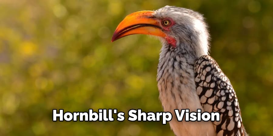 Hornbill's Sharp Vision