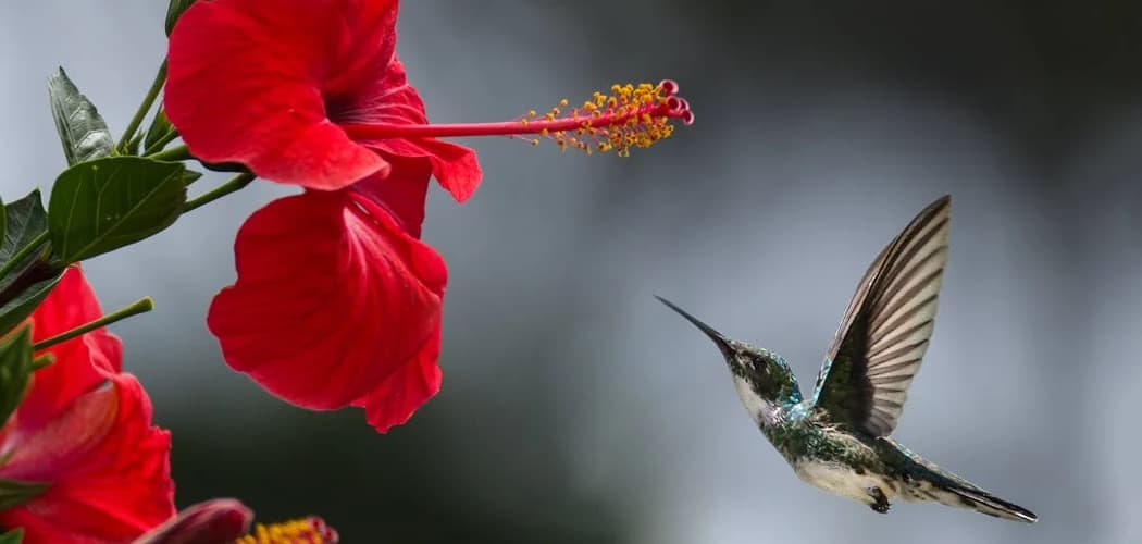 Hummingbird Dream Meaning