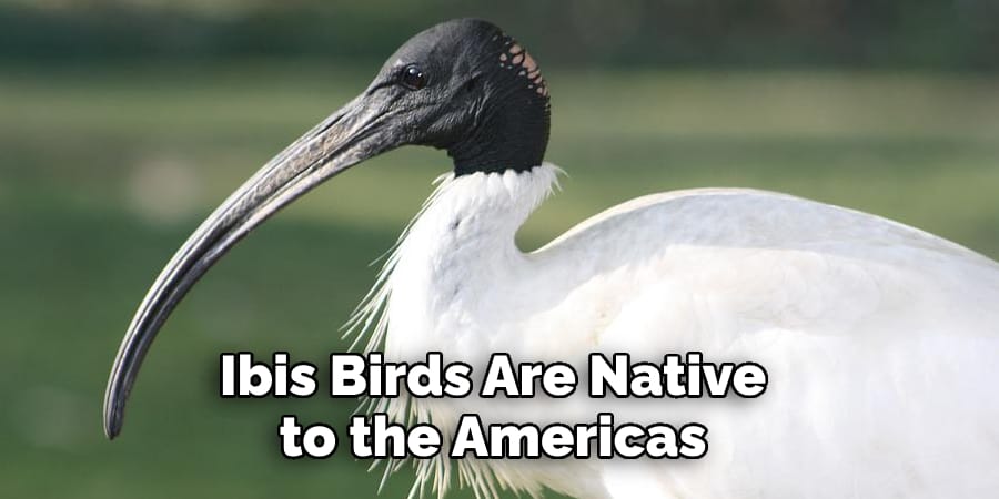 Ibis Birds Are Native to the Americas