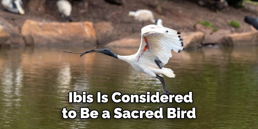  Ibis Is Considered to Be a Sacred Bird