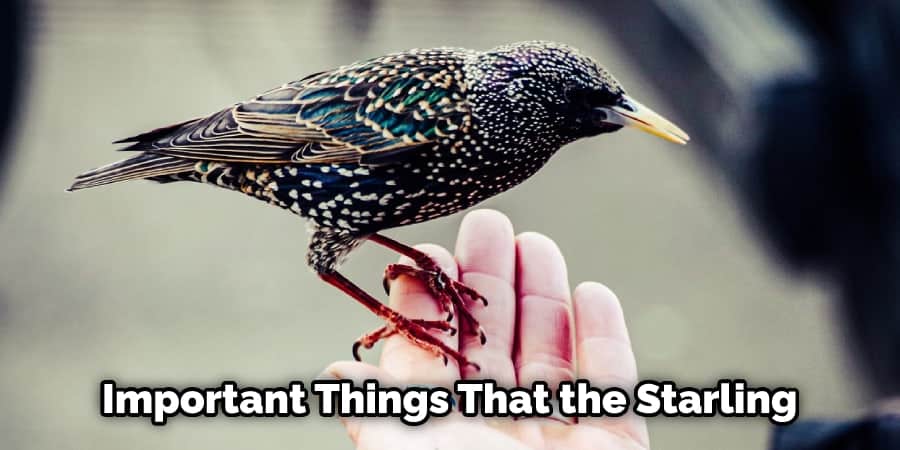Important Things That the Starling