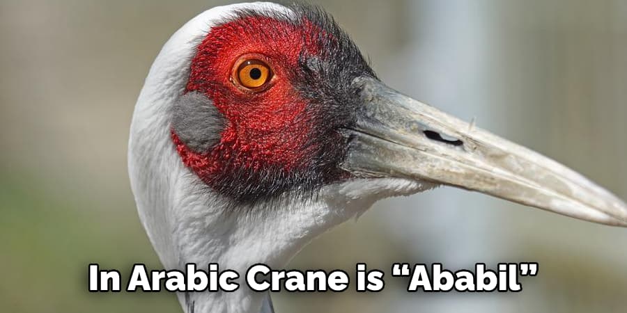 word for crane is “ababil”