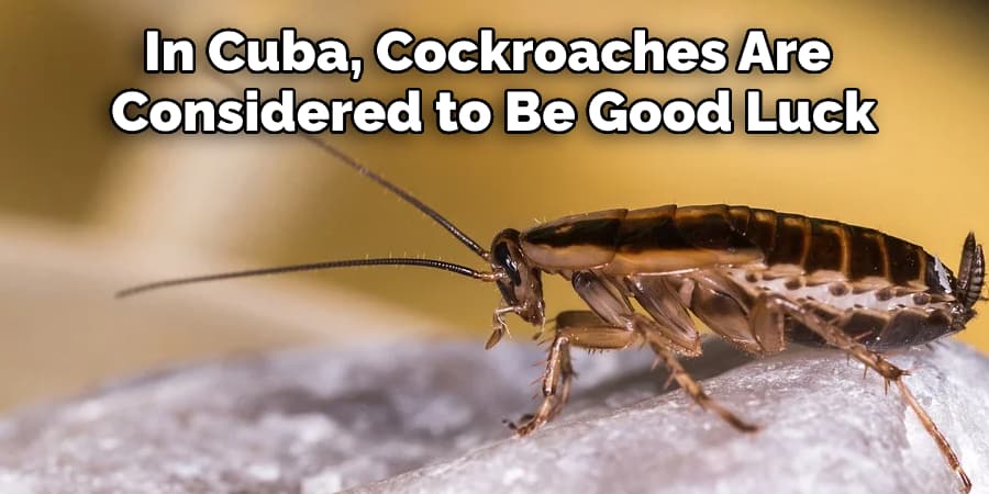 In Cuba, Cockroaches Are Considered to Be Good Luck