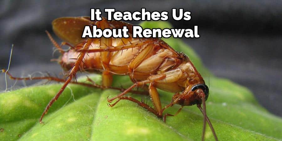It Teaches Us About Renewal