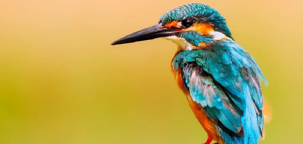 Kingfishers Symbolism and Meaning