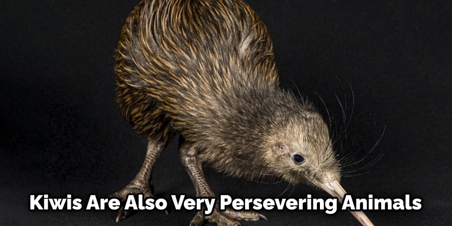 Kiwis Are Also Very Persevering Animals