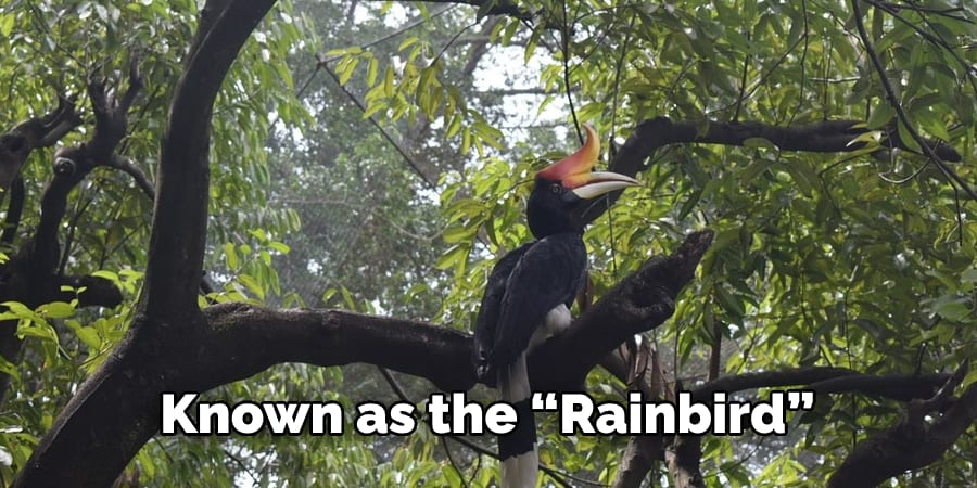 Known as the “rainbird”