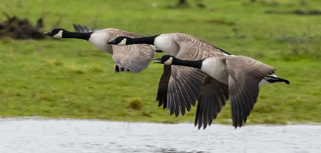 Lone Goose Meaning Symbolism And Totem Short Guide