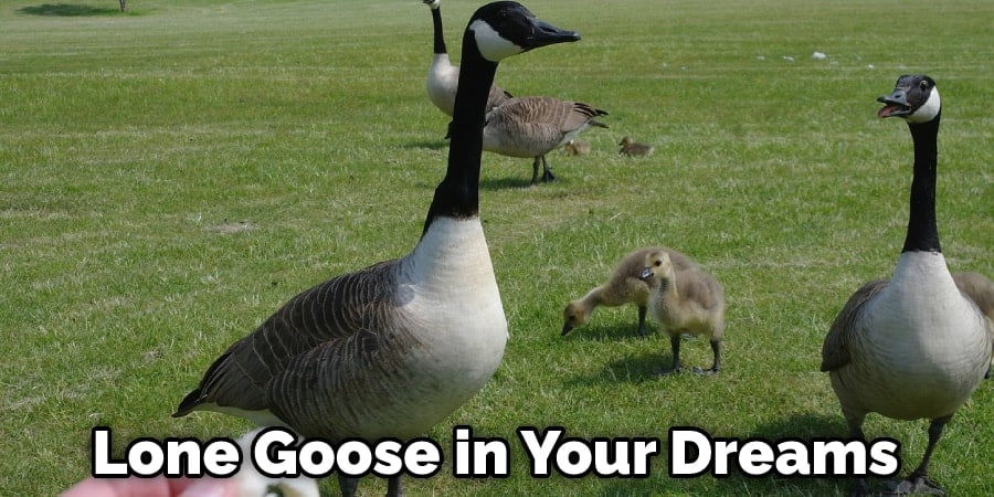 Lone Goose in Your Dreams