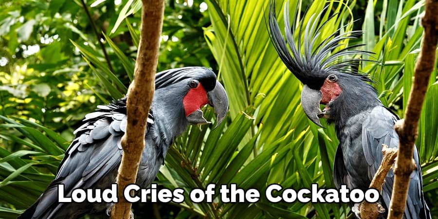  Loud Cries of the Cockatoo