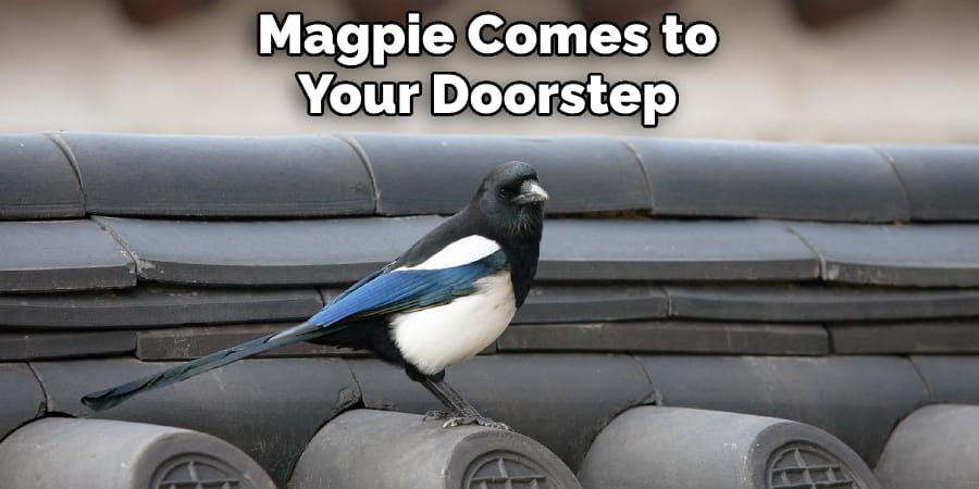 Magpie Comes to Your Doorstep