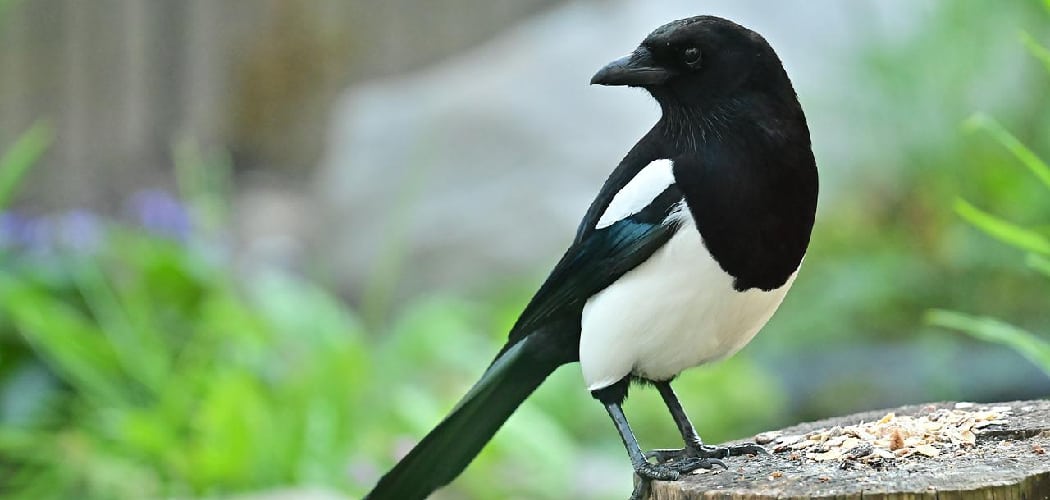 Magpie Spiritual Meaning