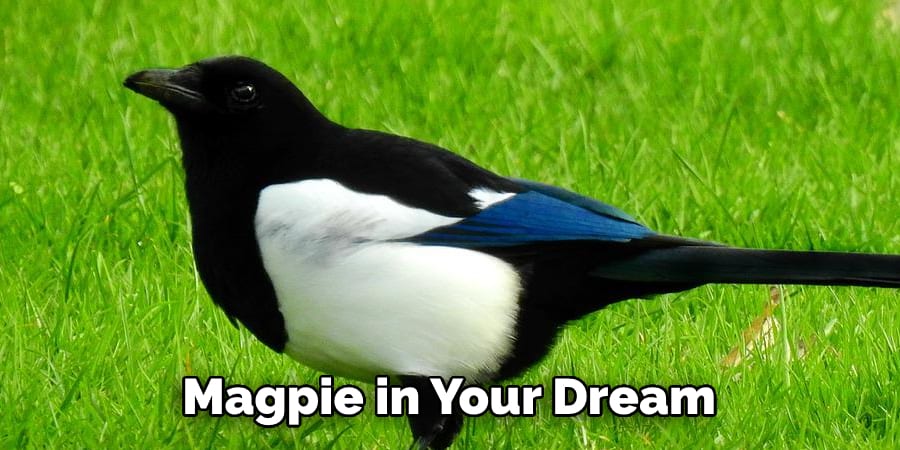 Magpie in Your Dream