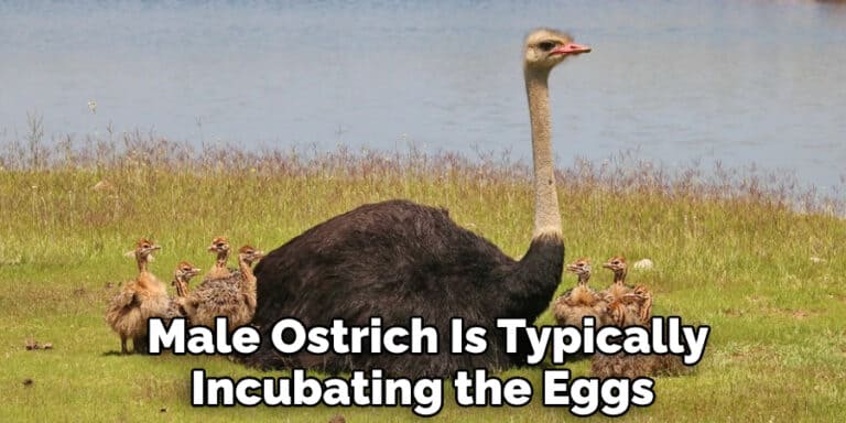 Ostrich Spirit Animal Meaning, Symbolism, and Totem Explained