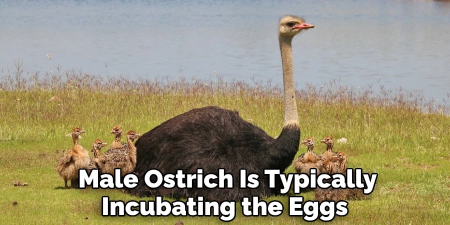 Male Ostrich Is Typically Incubating the Eggs