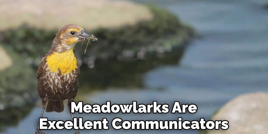 Meadowlarks Are Excellent Communicators