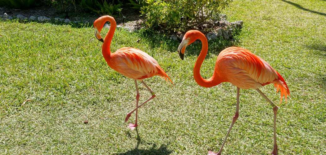 Meaning of Flamingo in Yard