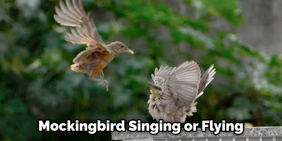 Mockingbird Singing or Flying
