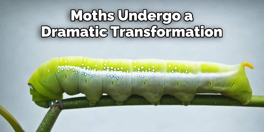  Moths Undergo a Dramatic Transformation
