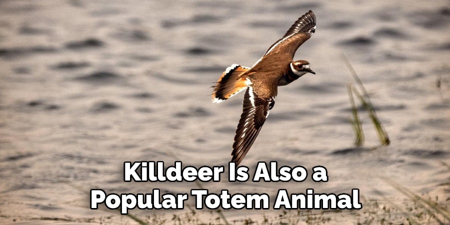 Killdeer Is Also a Popular Totem Animal