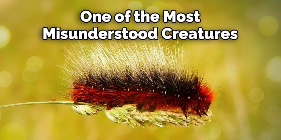 One of the Most Misunderstood Creatures