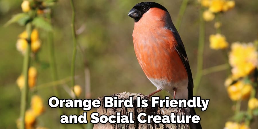Orange Bird Is Friendly and Social Creature