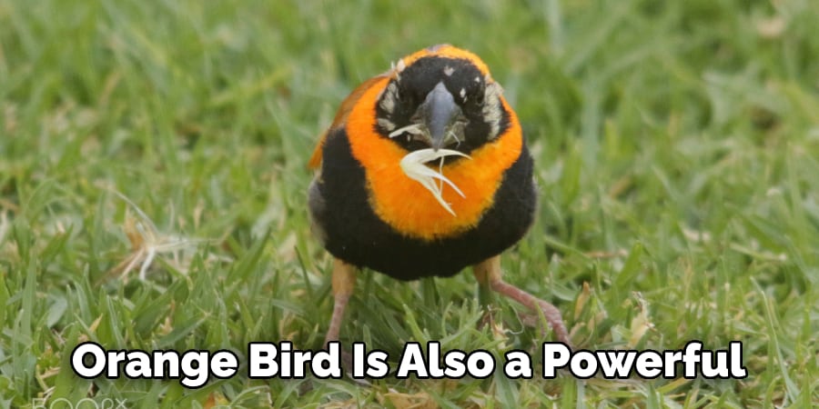  Orange Bird as Your Totem Animal