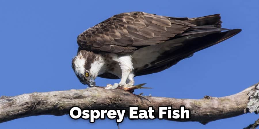 Osprey Eat Fish