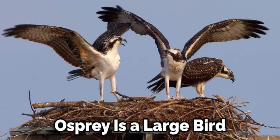 Osprey Is a Large Bird