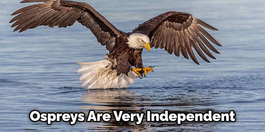 Ospreys Are Very Independent