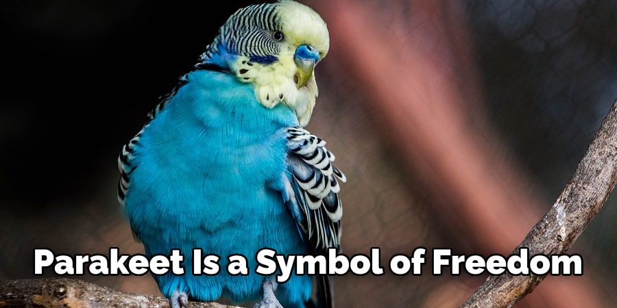 Parakeet Is a Symbol of Freedom