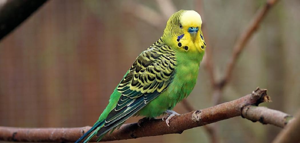 Parakeet Spiritual Meaning