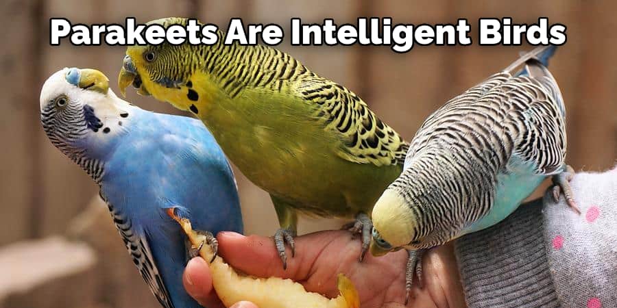 Parakeets Are Considered to Be Intelligent Birds