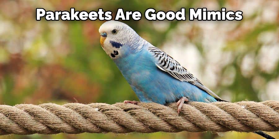 Parakeets Are Good Mimics