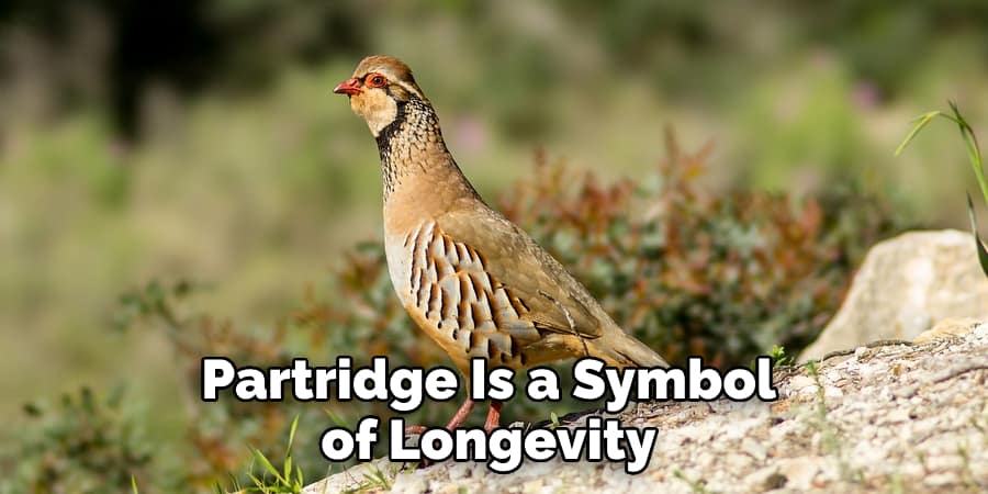 Partridge Is a Symbol of Longevity