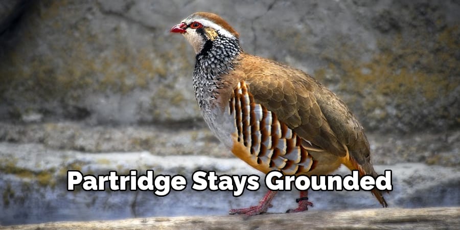 Partridge Stays Grounded