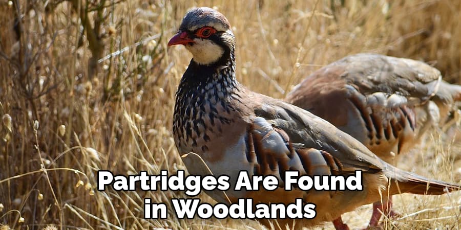 Partridges Are Found in Woodlands