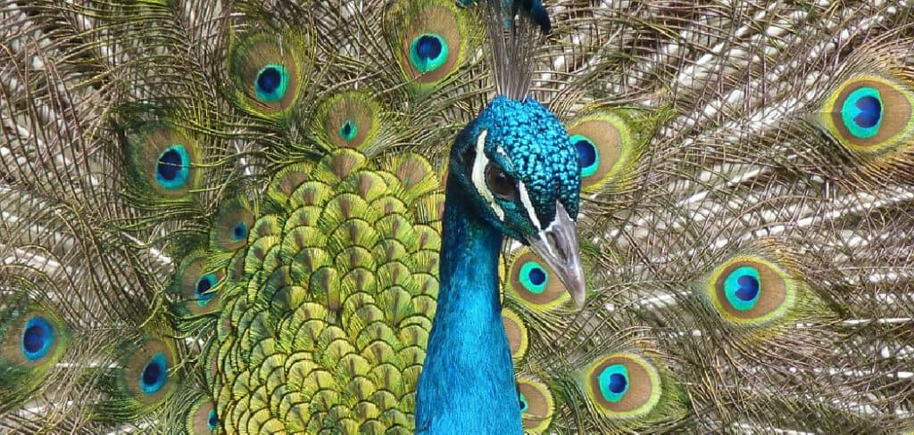 Peacock in Dream Meaning