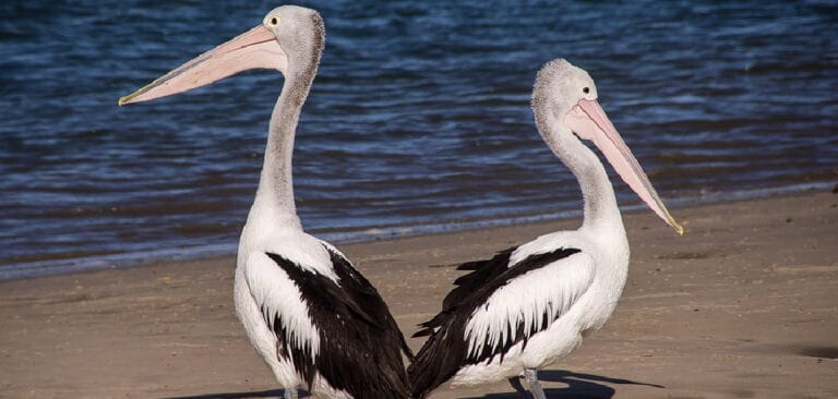 Pelican Spiritual Meaning Symbolism And Totem Explained