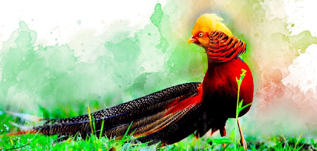 Phoenix Bird Symbolism