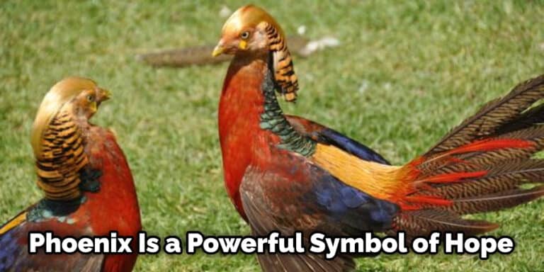 Phoenix Bird Symbolism, Meaning, And Totem Explained (2022)