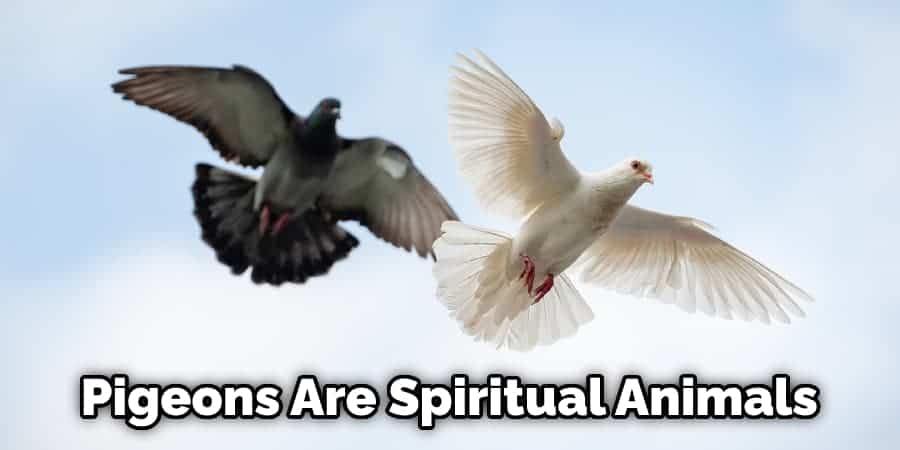 Pigeons Are Spiritual Animals