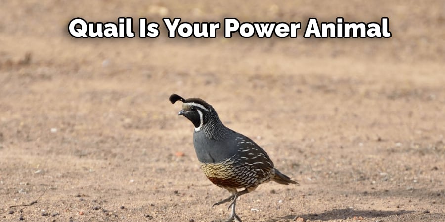 Quail Is Your Power Animal